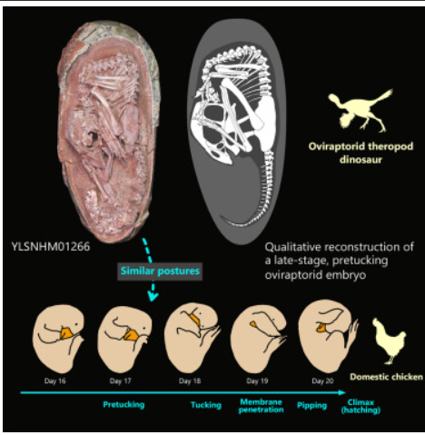 Scientists reveal perfectly preserved dinosaur embryo found inside fossilized egg (Photo)